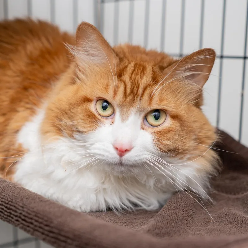 A senior medium-sized male Orange / Red Domestic Medium Hair cat named El Dorado for adoption in New York, NY