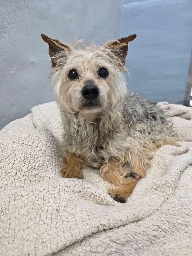 A senior small-sized female Terrier dog named Chloe for adoption in Erwin, TN