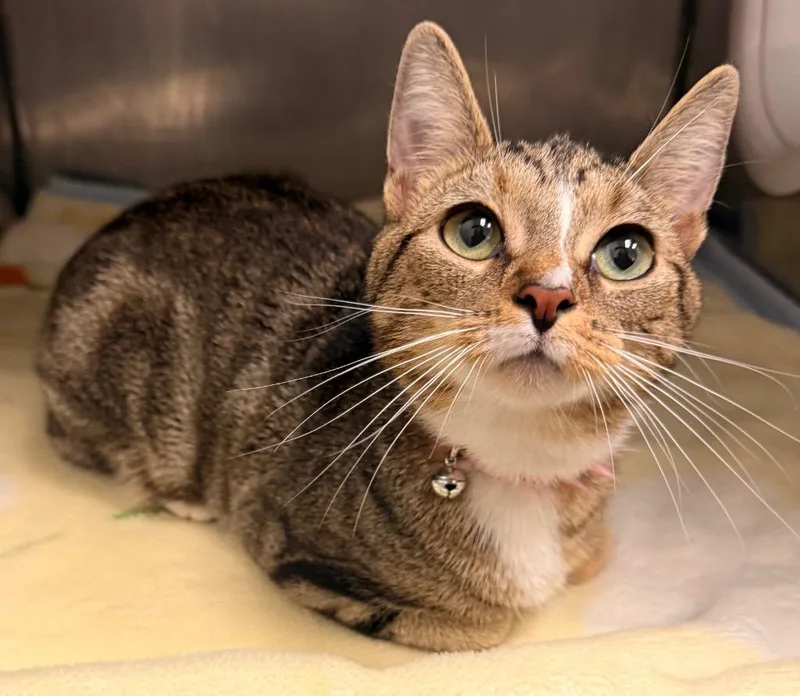 A baby medium-sized female Domestic Short Hair cat named Nova for adoption in Defiance, OH