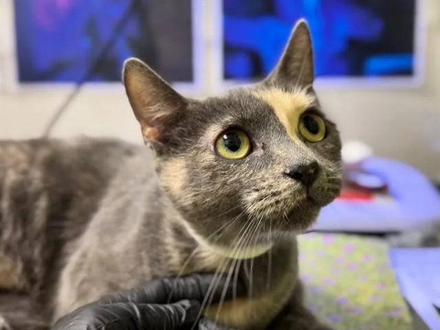 A baby small-sized female Domestic Short Hair cat named Princess Donut for adoption in Pueblo, CO