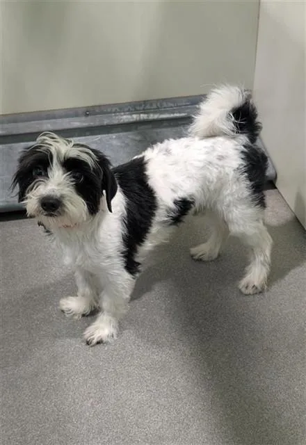 A young small-sized male Maltese dog named Yokie for adoption in Upper Marlboro, MD