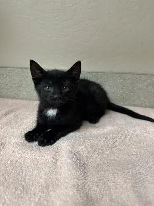A young small-sized male Domestic Short Hair cat named Taylor for adoption in Phoenix, AZ