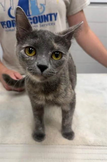 A baby medium-sized female Domestic Short Hair cat named Sequoia for adoption in Peoria, IL