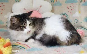 An adult medium-sized male Domestic Long Hair cat named Wilbur for adoption in Bucyrus, OH