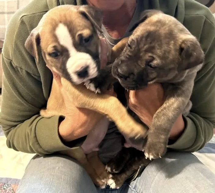 A baby large-sized male Staffordshire Bull Terrier dog named Liam for adoption in Holly Springs, NC