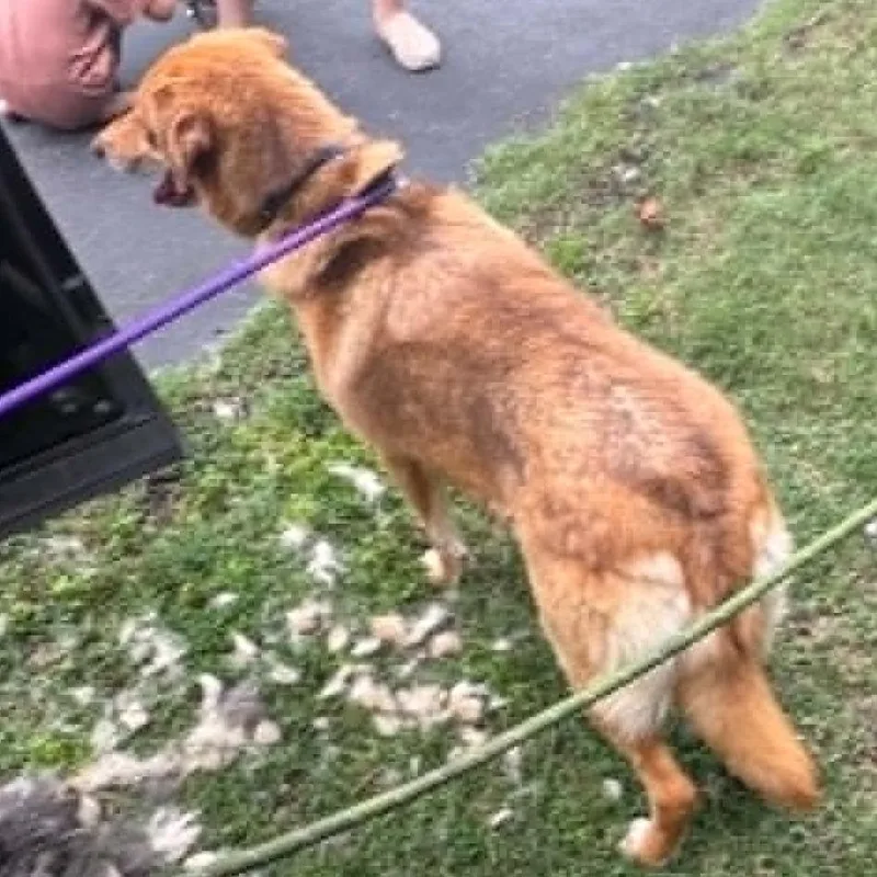 An adult medium-sized female Golden Mixed Breed dog named Sushi for adoption in Bartlett, TN