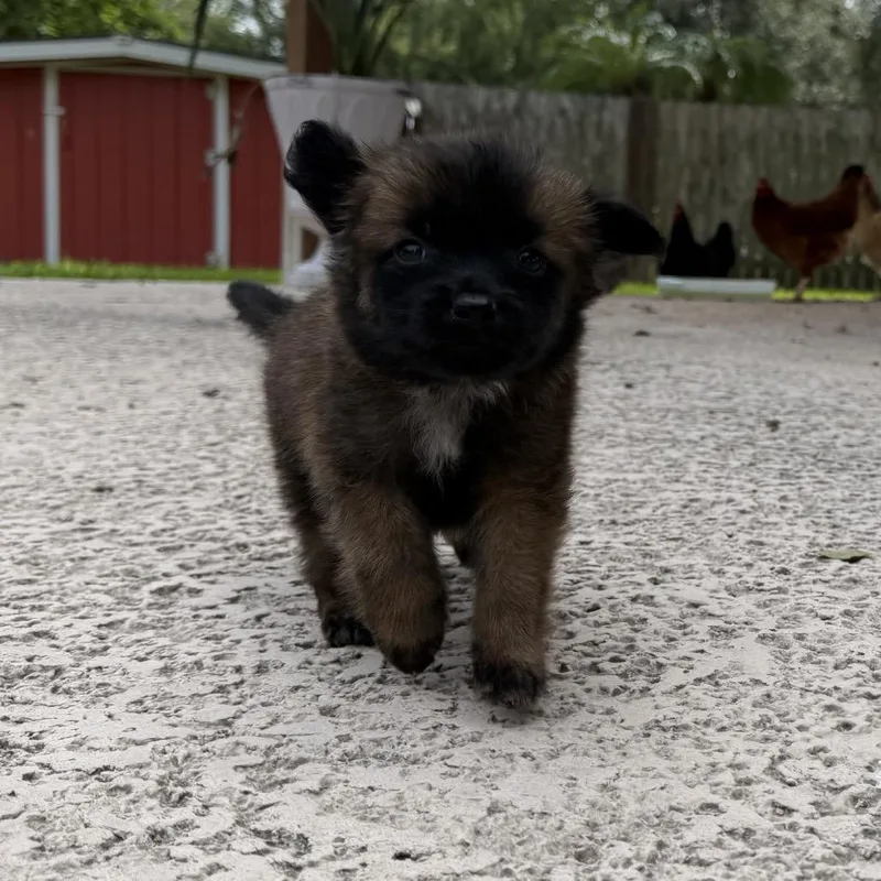 A baby small-sized male Brindle Lhasa Apso dog named Spook for adoption in Brownsville, TX
