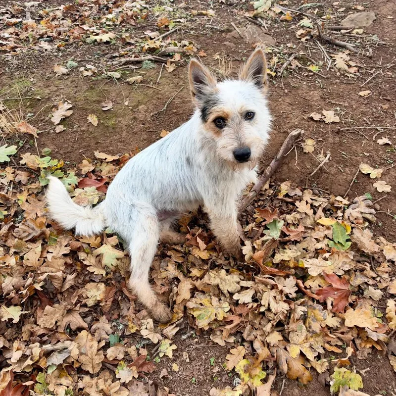 A young medium-sized male Wirehaired Terrier dog named Archie for adoption in Salem, OR