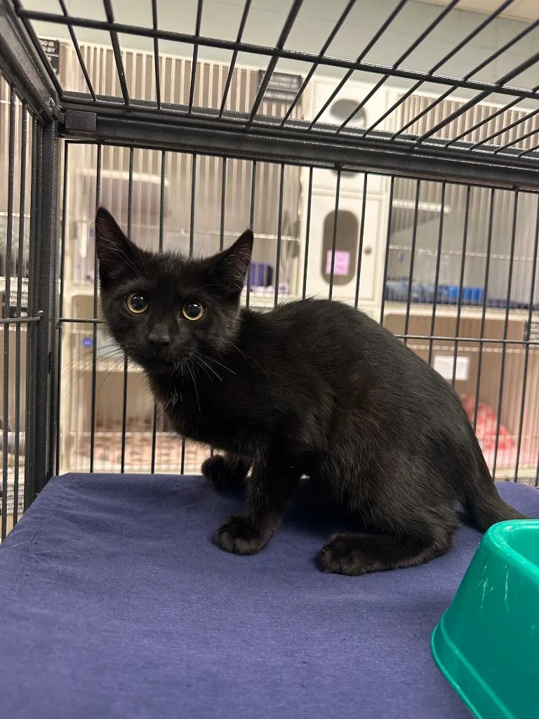 A baby small-sized male Domestic Short Hair cat named Bubby for adoption in Johnson City, TN