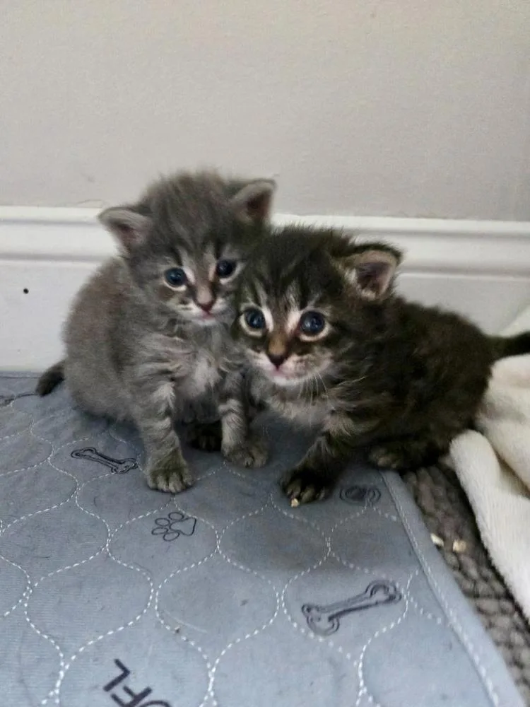 A baby small-sized male Domestic Short Hair cat named Tom Petty for adoption in Ferndale, MI