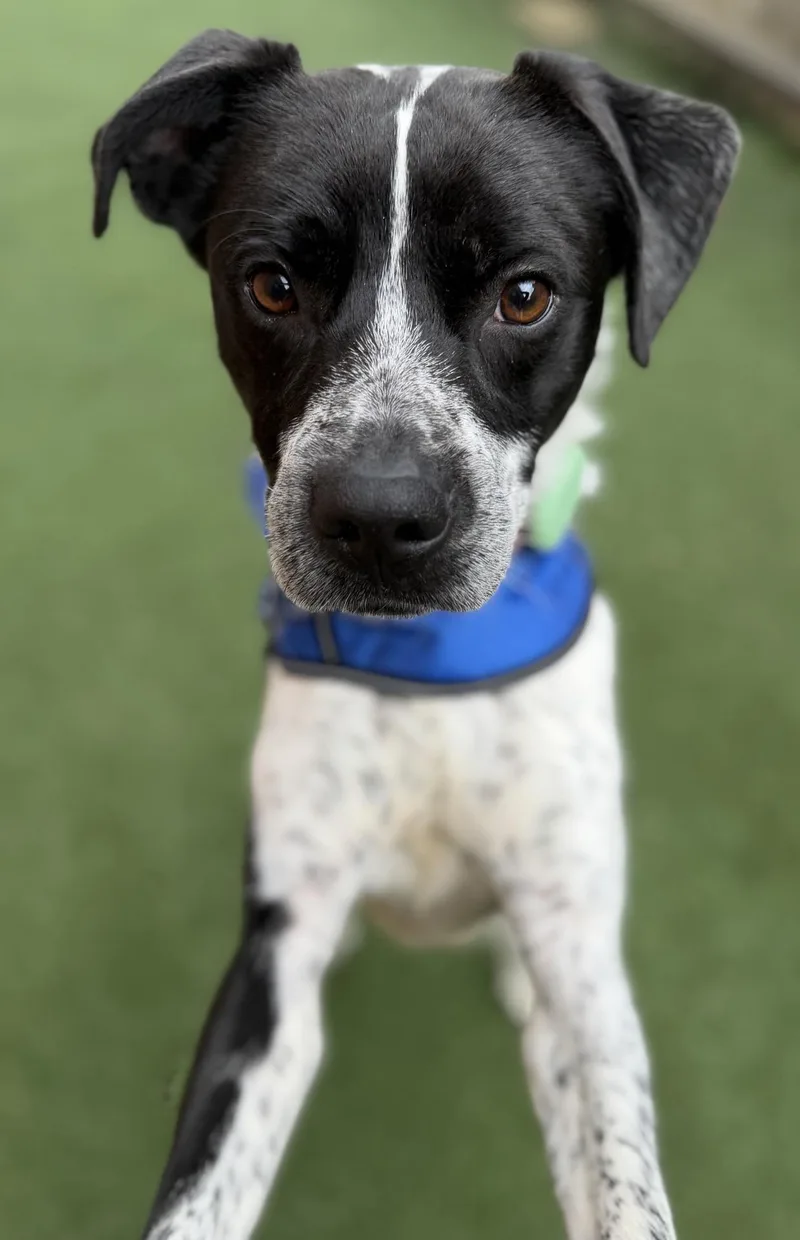 A young medium-sized male Hound dog named Tracker for adoption in Itasca, IL