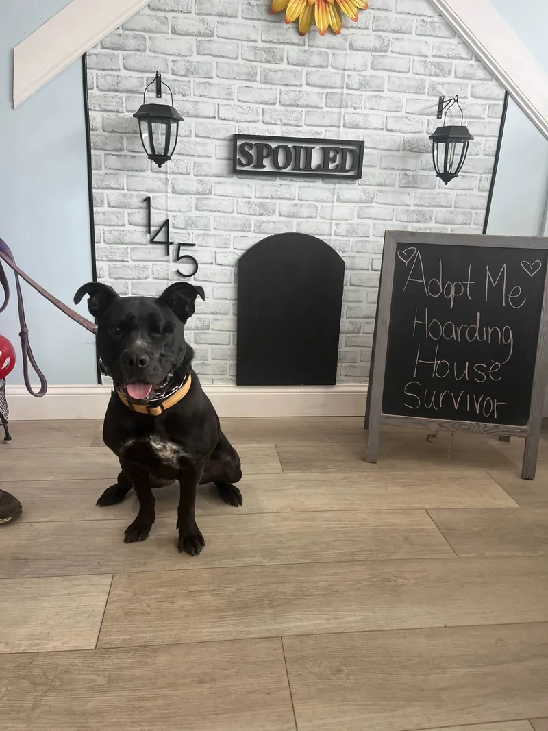 Storm  Long Island thumbnail 3