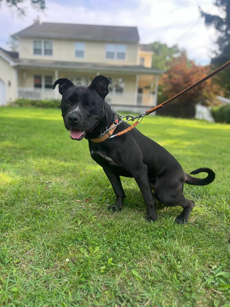 Storm  Long Island thumbnail 4