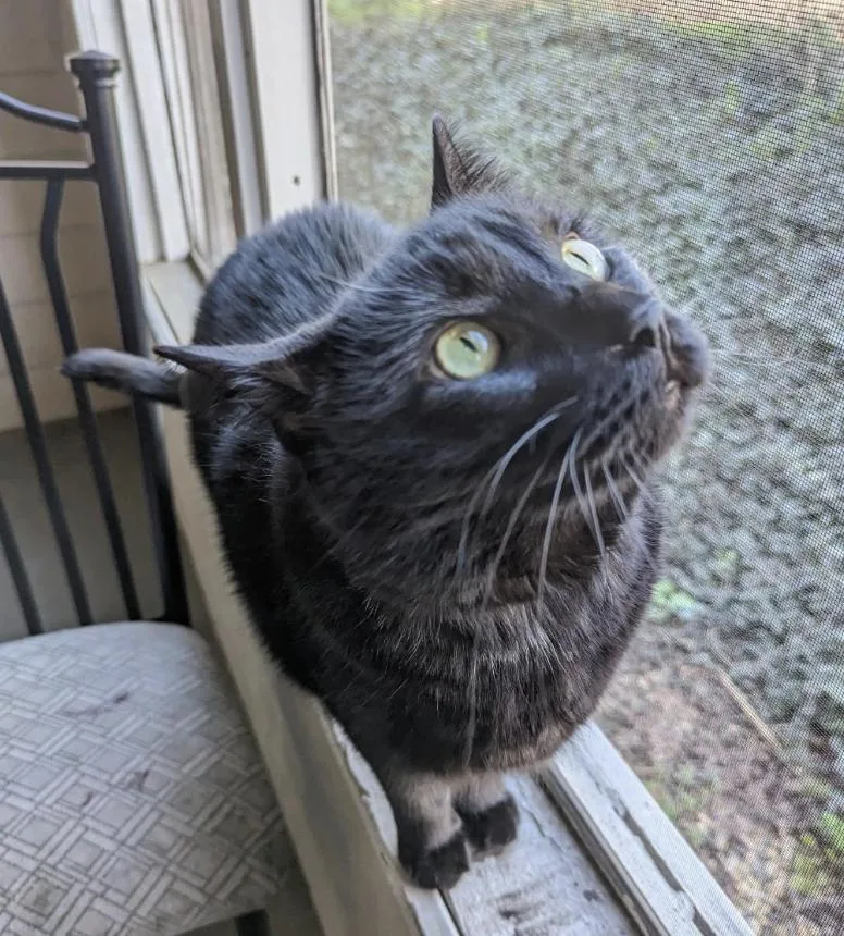 An adult medium-sized male Black Domestic Short Hair cat named Fluffernutter for adoption in Decatur, GA