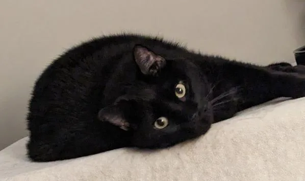 Fluffernutter thumbnail 2