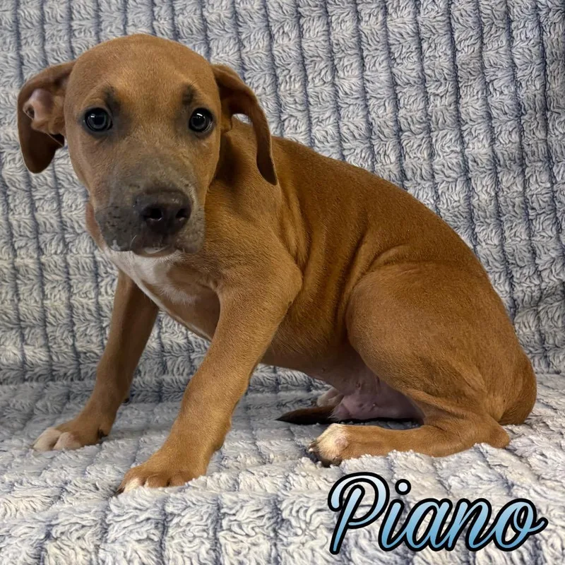 A baby large-sized male Boxer dog named Piano for adoption in Hillsboro, OH