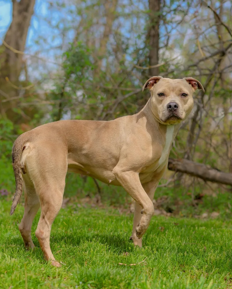 A baby large-sized female Apricot / Beige Pit Bull Terrier dog named Lola Bunny for adoption in Bridgeport, CT