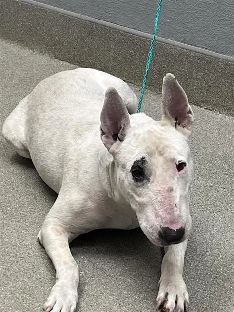 An adult medium-sized male Bull Terrier dog named Apache for adoption in Las Vegas, NV