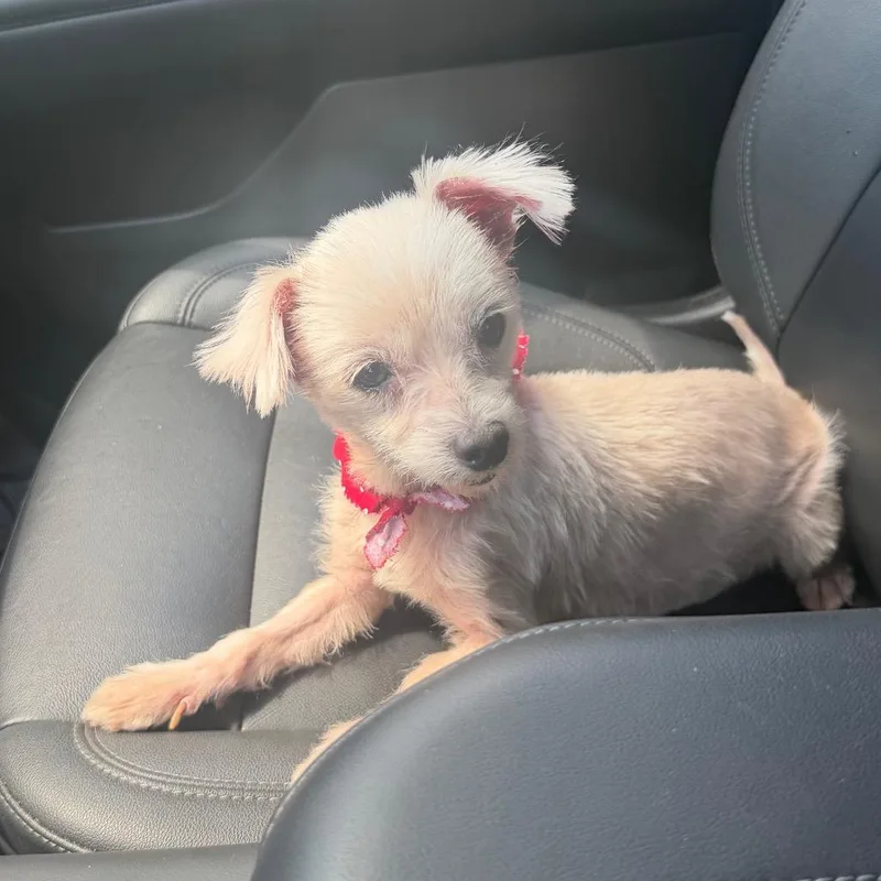 An adult small-sized female Miniature Poodle dog named Penny for adoption in Missouri City, TX