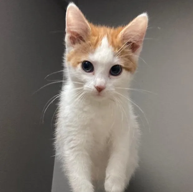 A baby small-sized female Tabby (Orange / Red) Tabby cat named Cleo for adoption in Andover, MN