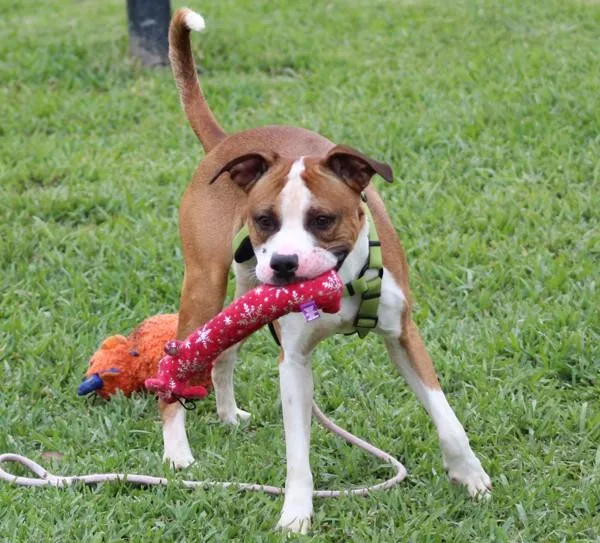 An adult large-sized male Mixed Breed dog named Biscotti for adoption in Melbourne, FL