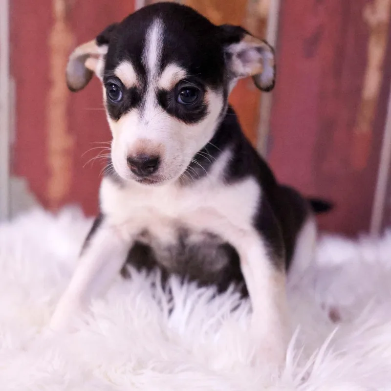 A baby medium-sized female Black Chihuahua dog named Phoebe for adoption in Casa Grande, AZ