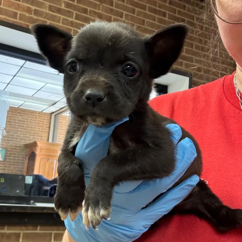 A baby small-sized female Black Terrier dog named Icey for adoption in Birmingham, AL