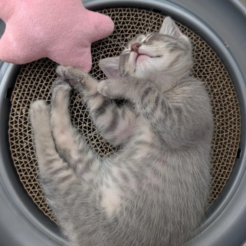 A baby small-sized male Domestic Short Hair cat named Milo Morley Steve for adoption in Morrison, CO