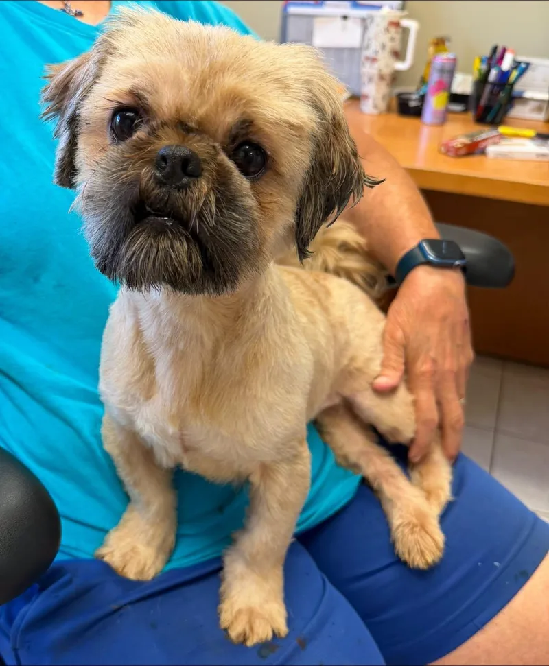 A young small-sized male Brown / Chocolate Shih Tzu dog named Johnny for adoption in Chesapeake City, MD