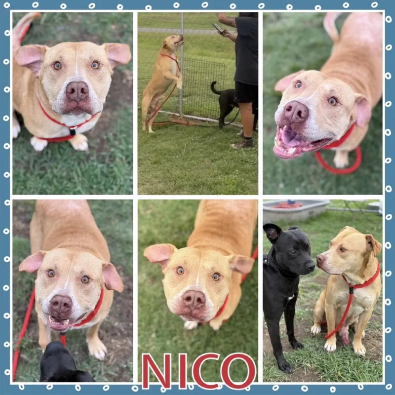 Nico thumbnail 2