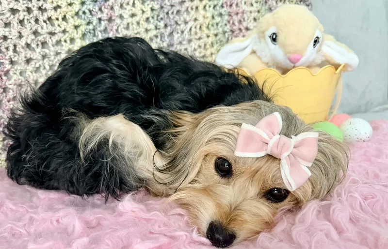 Marigold thumbnail 3