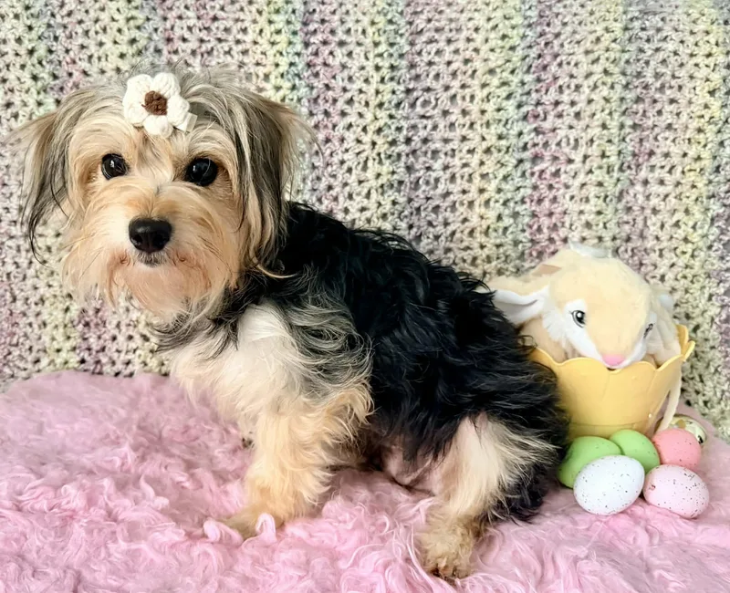 Marigold thumbnail 4