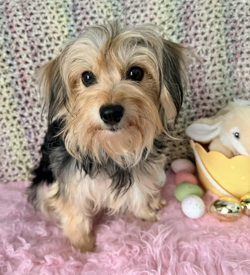 Marigold thumbnail 5