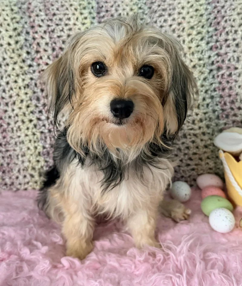 Marigold thumbnail 6