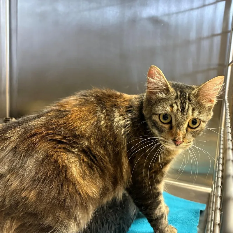 Princess thumbnail 2