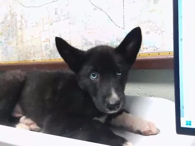 Tuna