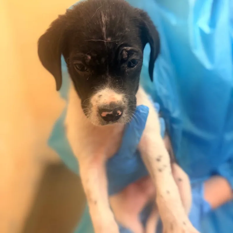 A baby small-sized male Black Mixed Breed dog named Moose for adoption in Corinth, MS