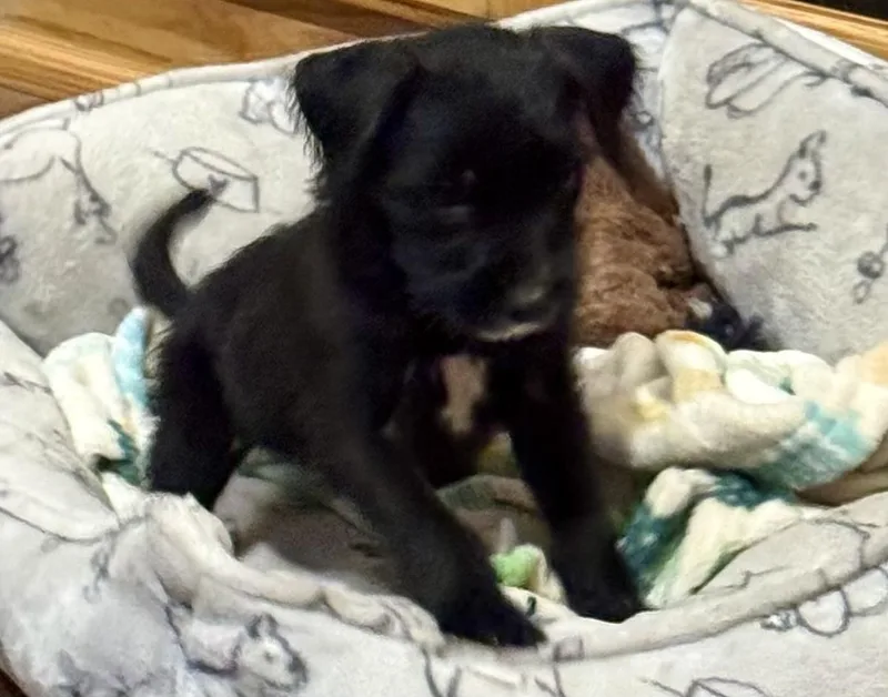A baby small-sized female Black Miniature Schnauzer dog named Licorice for adoption in Baker, LA