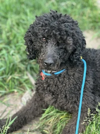 An adult small-sized female Poodle dog named Blair for adoption in Burlington, WI