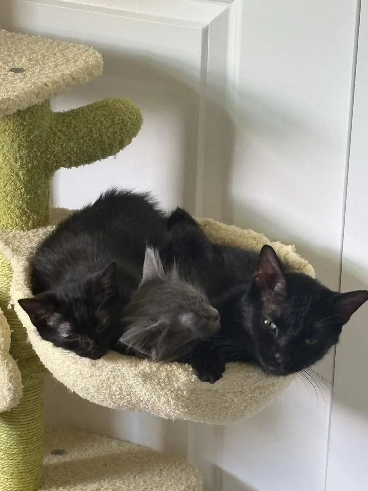 A baby small-sized female Domestic Short Hair cat named Yin for adoption in Dallas, TX