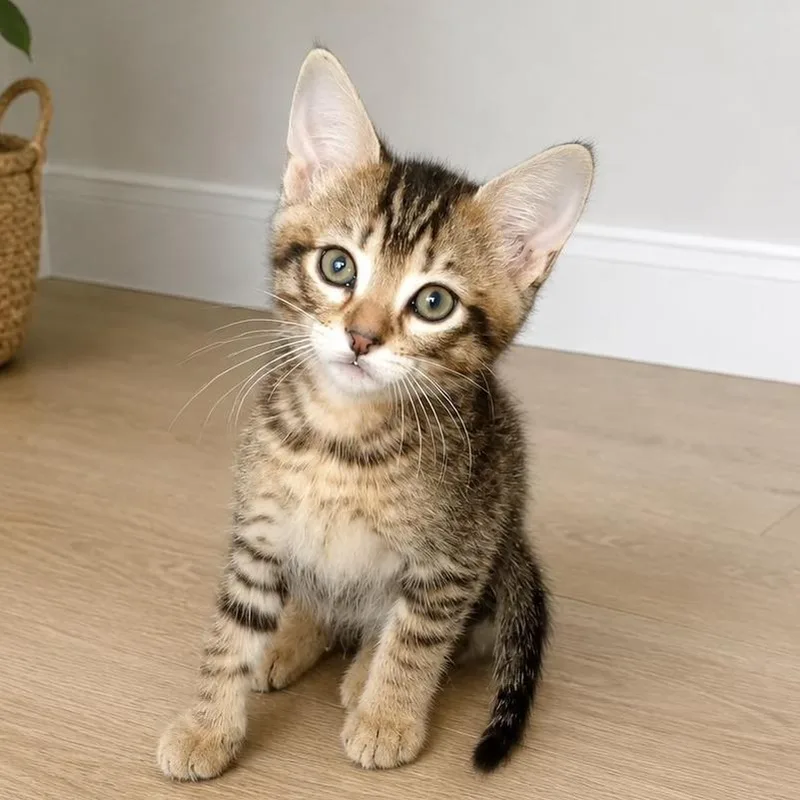 A baby small-sized female Brown / Chocolate Domestic Short Hair cat named The Diva for adoption in Austin, TX