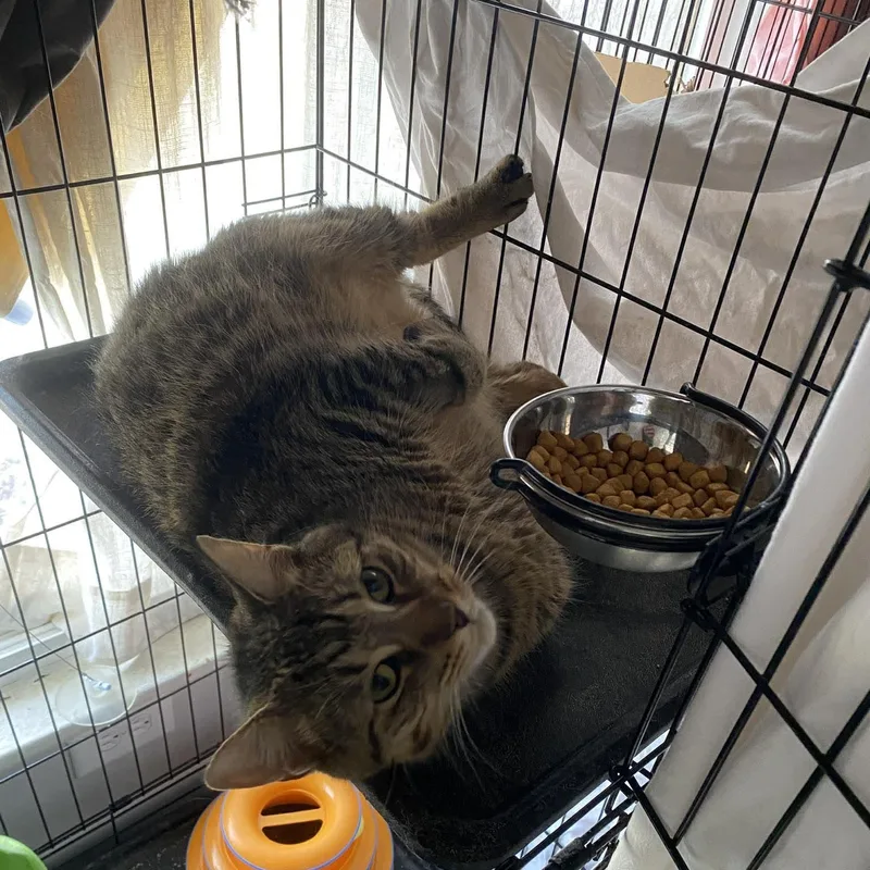 A young medium-sized male Tabby (Buff / Tan / Fawn) Domestic Short Hair cat named Hickory for adoption in Royal Oak, MI