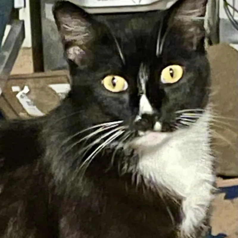 An adult small-sized female Black Domestic Short Hair cat named Chip for adoption in Los Angeles, CA