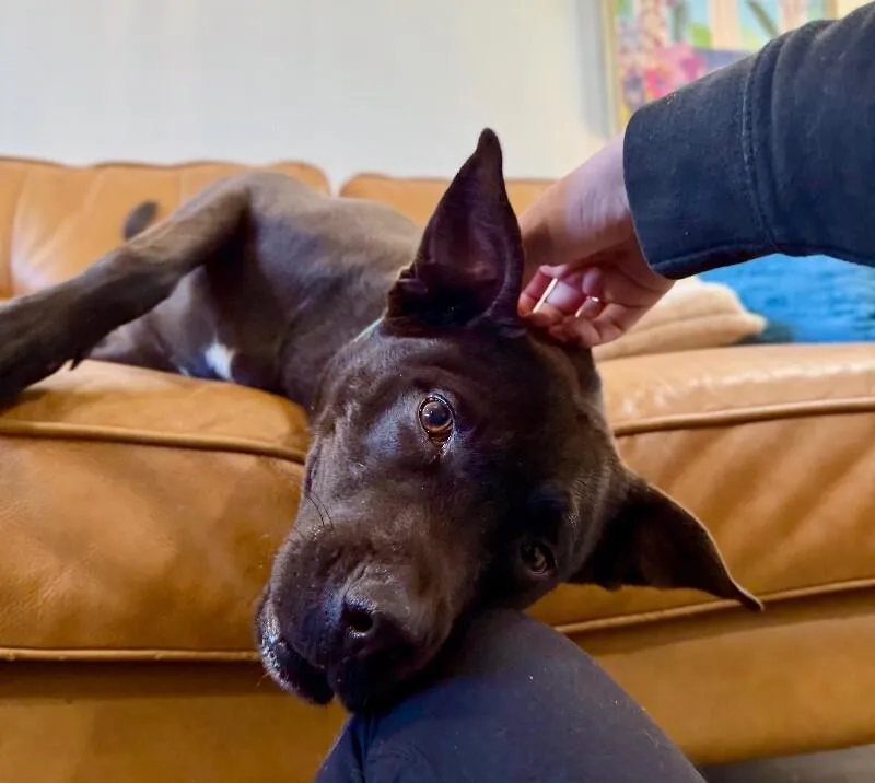 An adult medium-sized female Black Pit Bull Terrier dog named Leela Lou Lovey The for adoption in Friendswood, TX