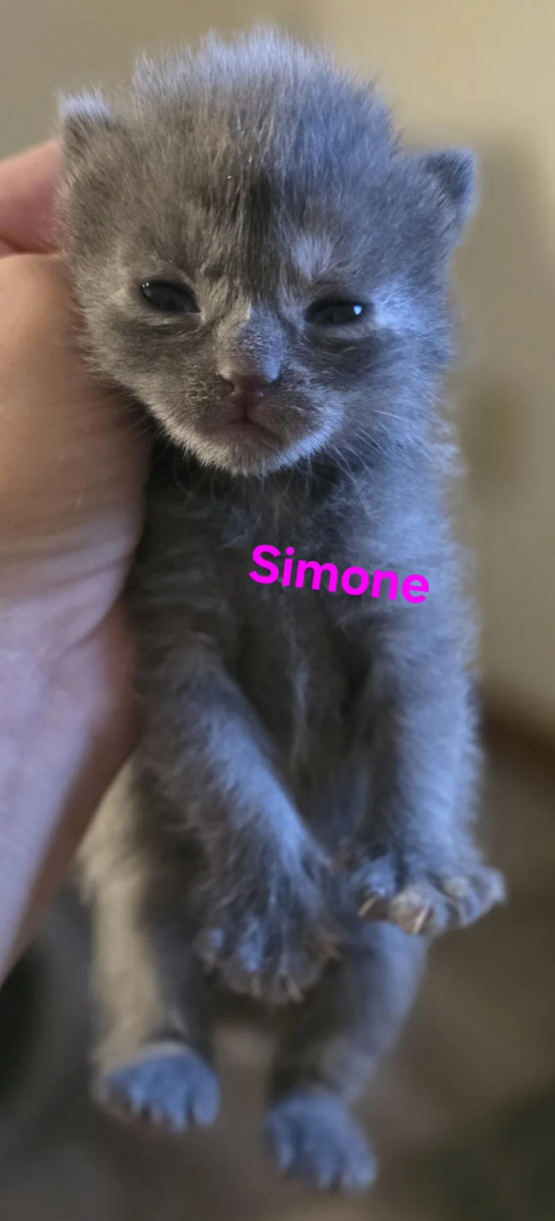 Simone