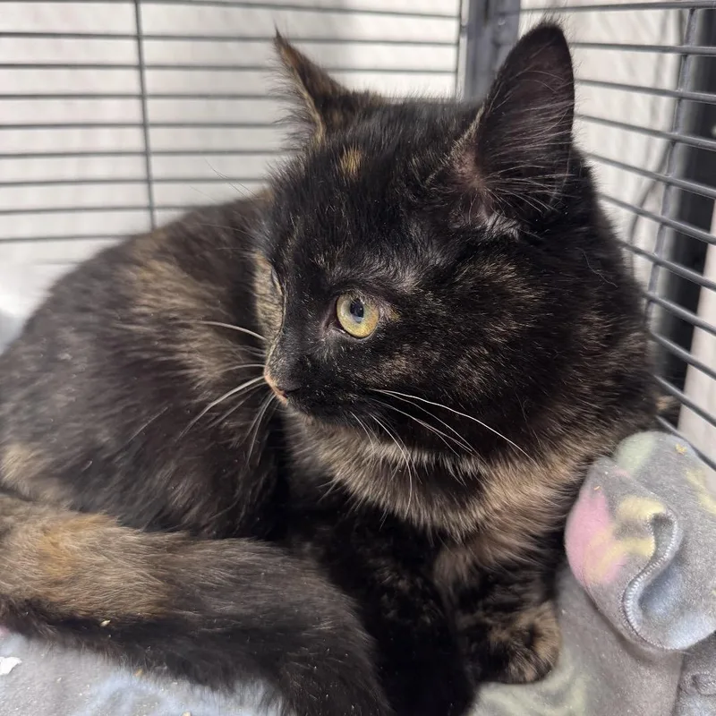 Tissel Moe thumbnail 2