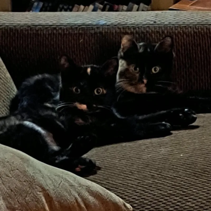 Tissel Moe thumbnail 3