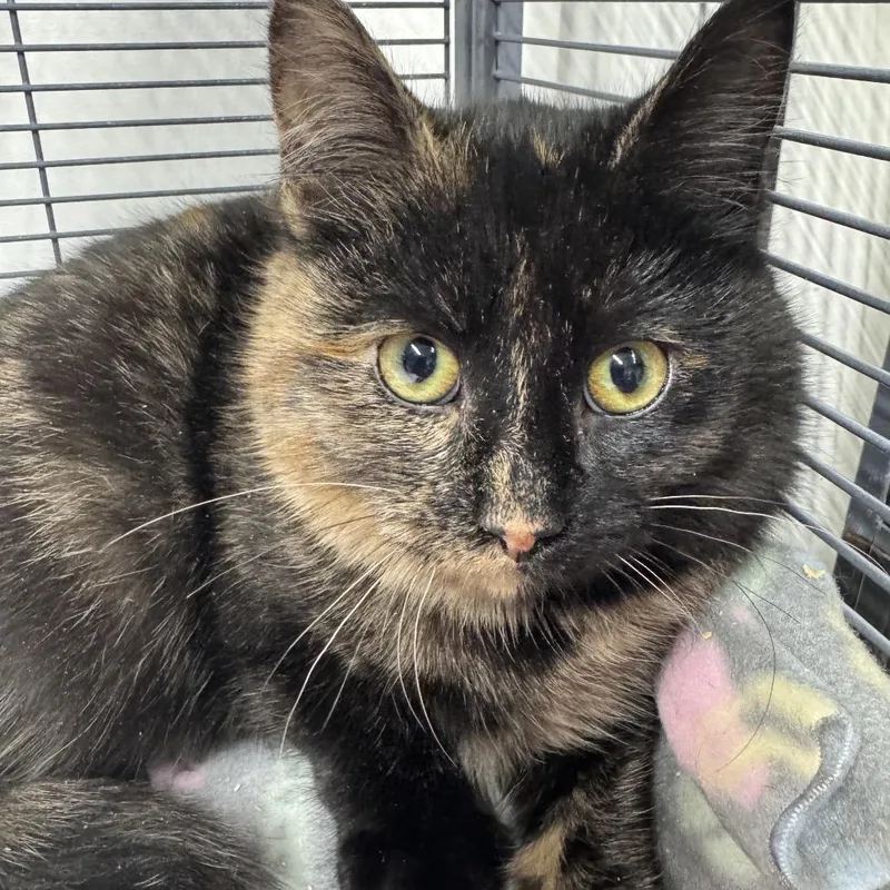 Tissel Moe thumbnail 4