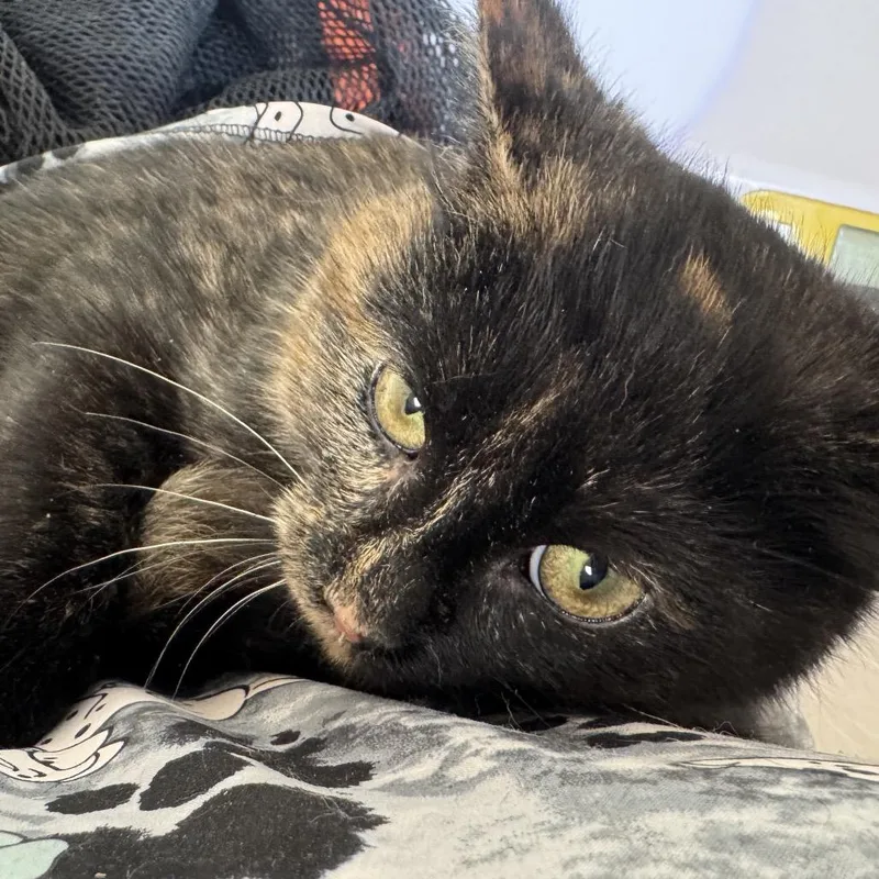 Tissel Moe thumbnail 5