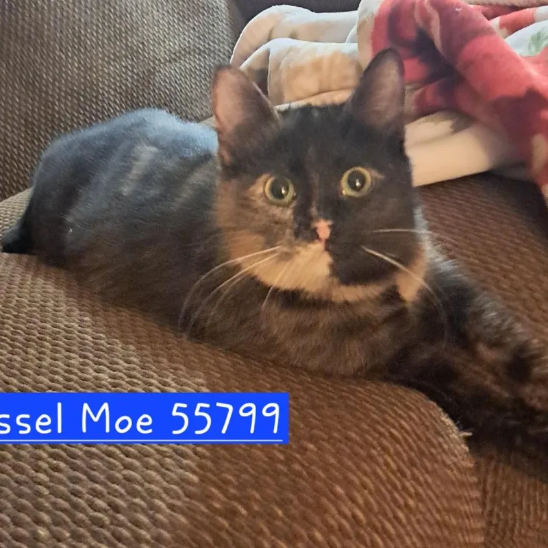 Tissel Moe thumbnail 6
